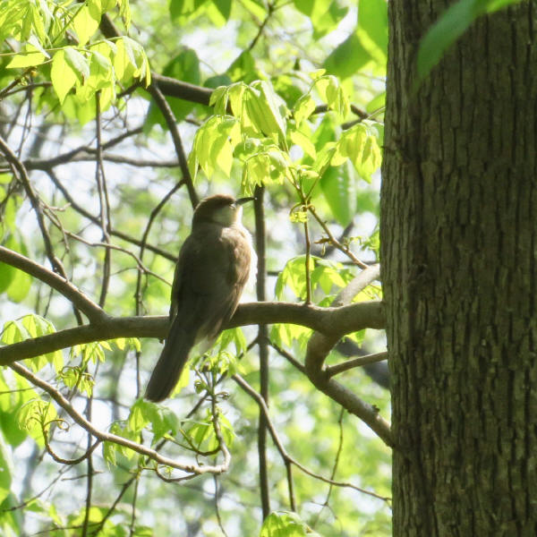 Black-billed Cuckoo
