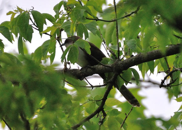Black-billed Cuckoo