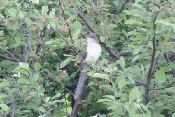 Black-billed Cuckoo