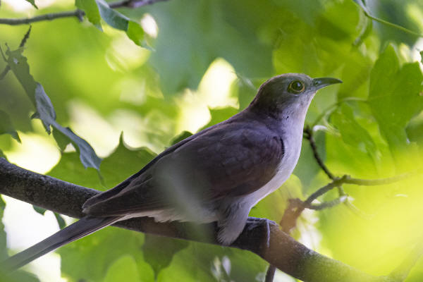 Black-billed Cuckoo