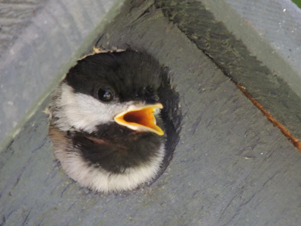 Black-capped Chickadee