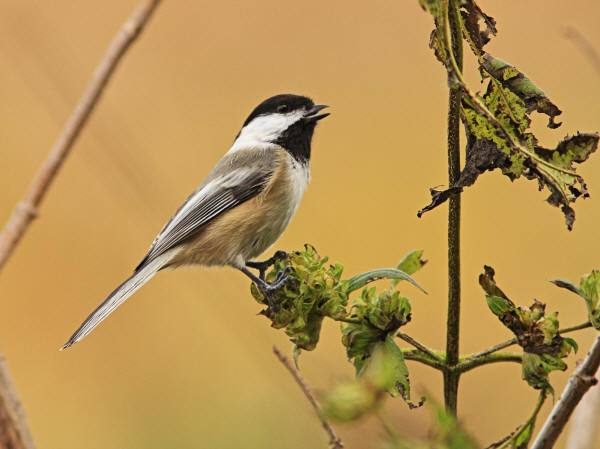 Black-capped Chickadee