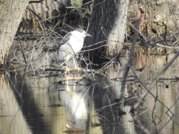 Black-crowned Night-Heron