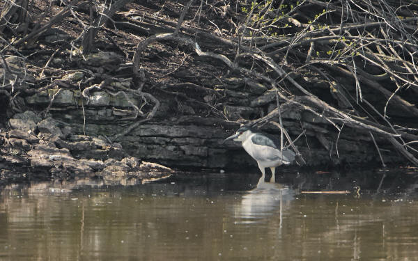 Black-crowned Night-Heron