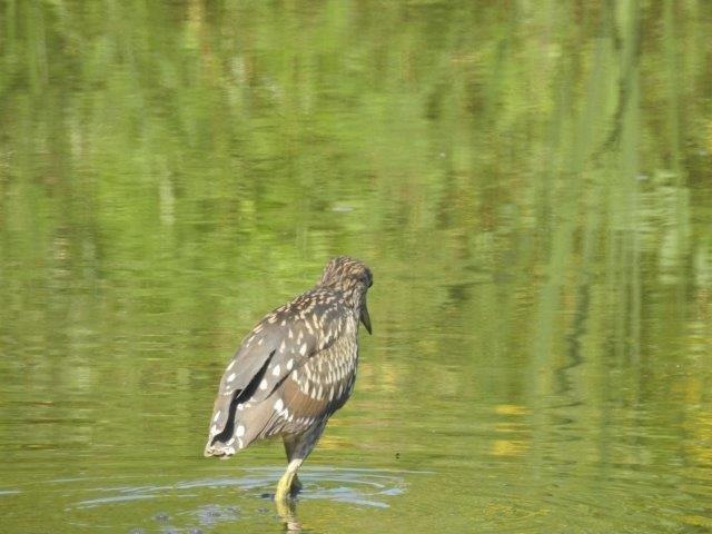 Black-crowned Night-Heron