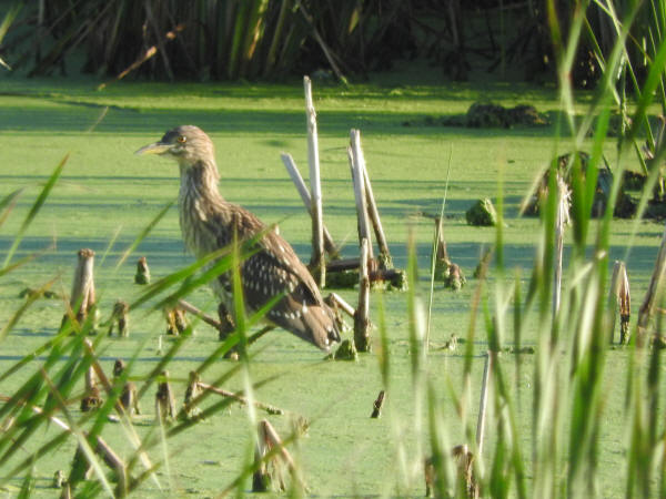 Black-crowned Night-Heron juvenile