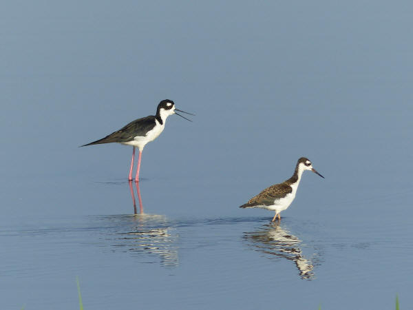 Black-necked Stilts