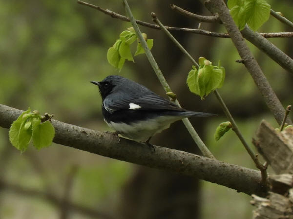 Black-throated Blue Warbler