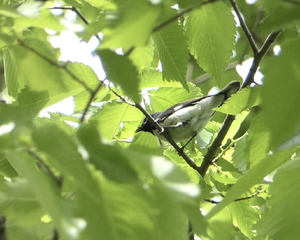 Black-throated Blue Warbler