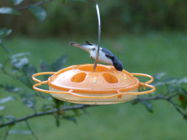 Black-throated Blue Warbler