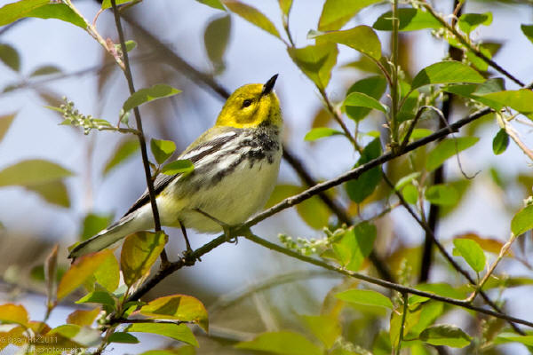 Black-throated Green Warbler