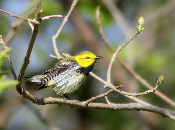 Black-throated Green Warbler