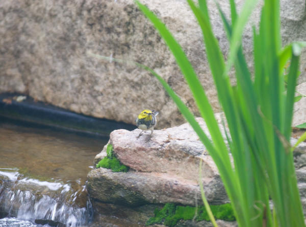 Black-throated Green Warbler