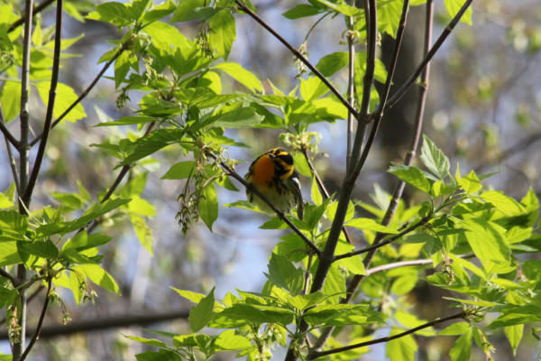 Blackburnian Warbler