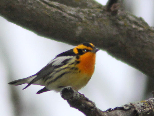 Blackburnian Warbler