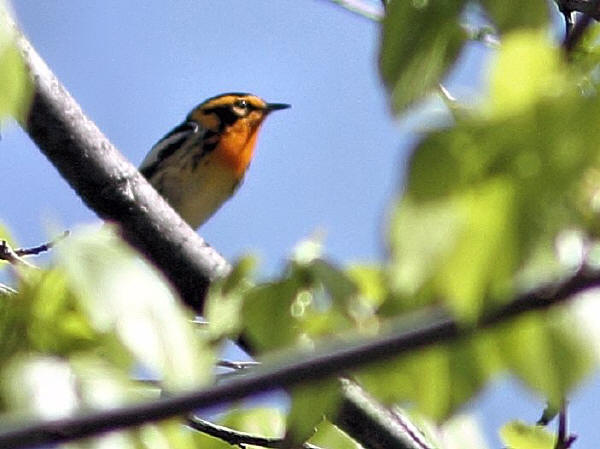 Blackburnian Warbler