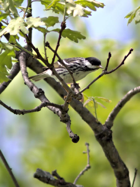 Blackpoll Warbler