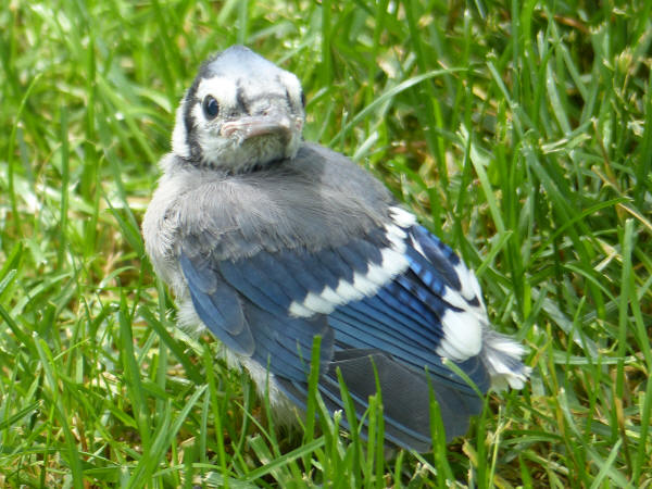 Blue Jay fledgling