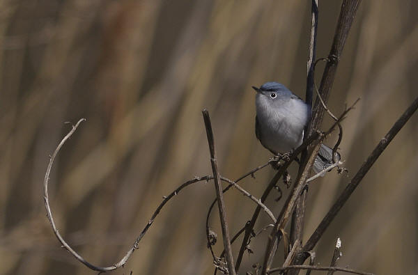 Blue-gray Gnatcatcher