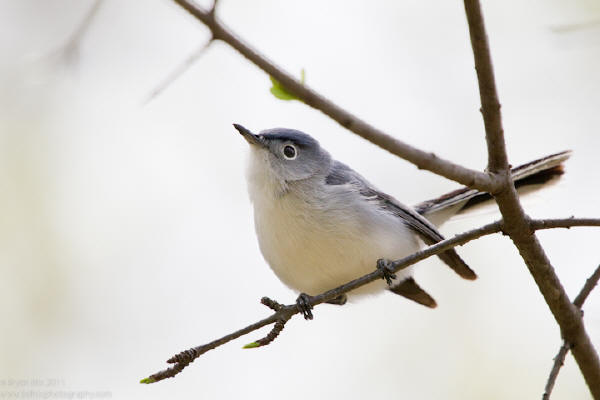 Blue-gray Gnatcatcher