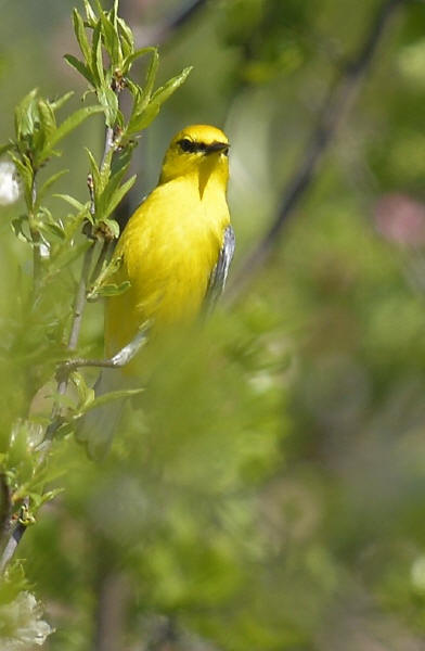 Blue-winged Warbler