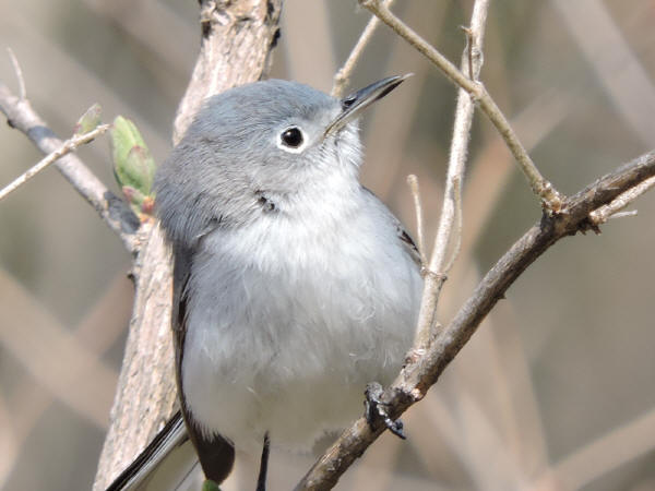 Blue-gray Gnatcatcher