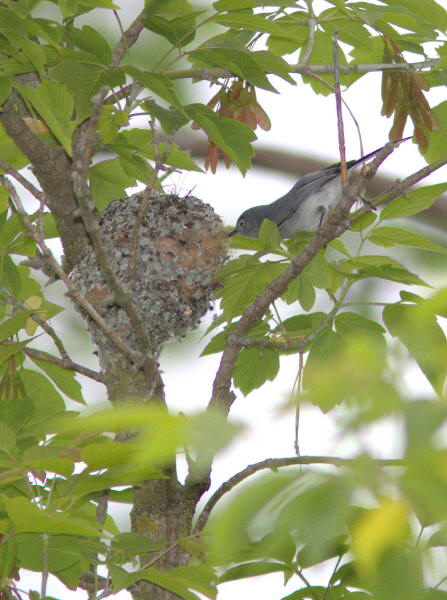 Blue-gray Gnatcatcher