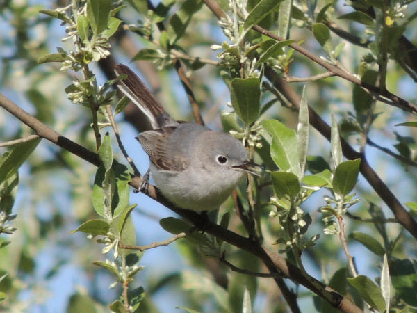 Blue-gray Gnatcatcher