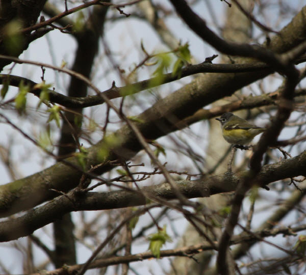 Blue-headed Vireo