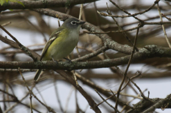 Blue-headed Vireo