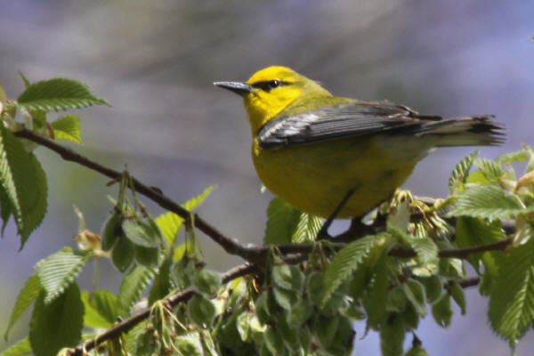 Blue-winged Warbler