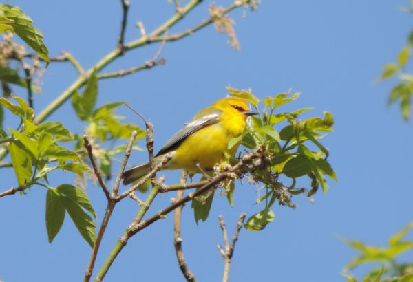 Blue-winged Warbler