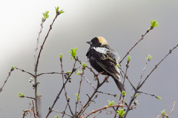 Bobolink