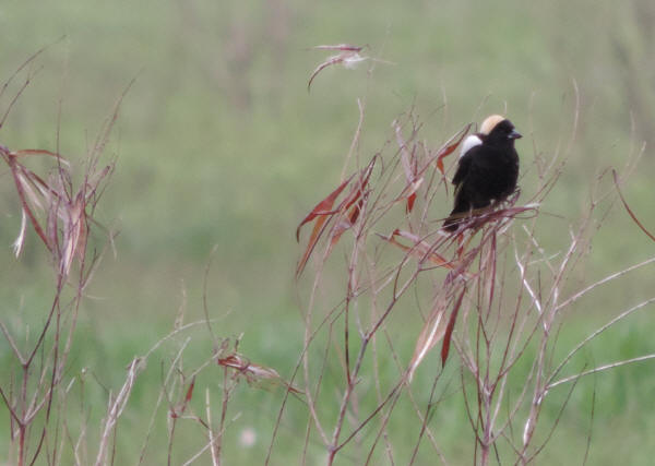 Bobolink