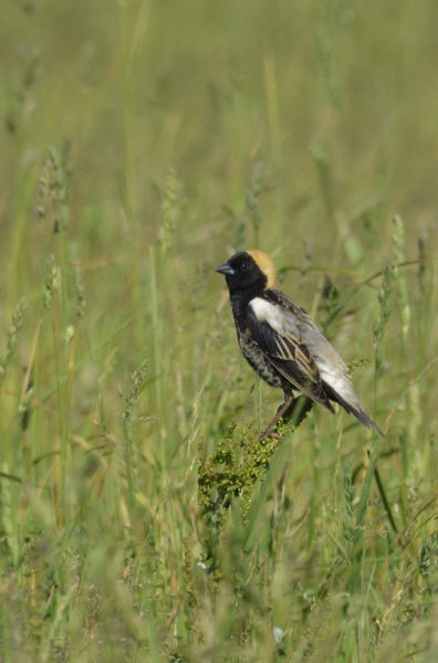Bobolink