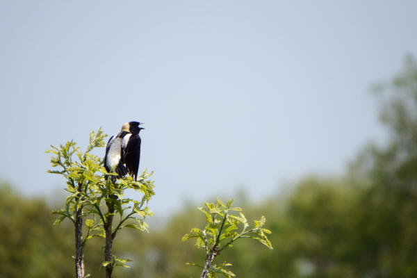 Bobolink