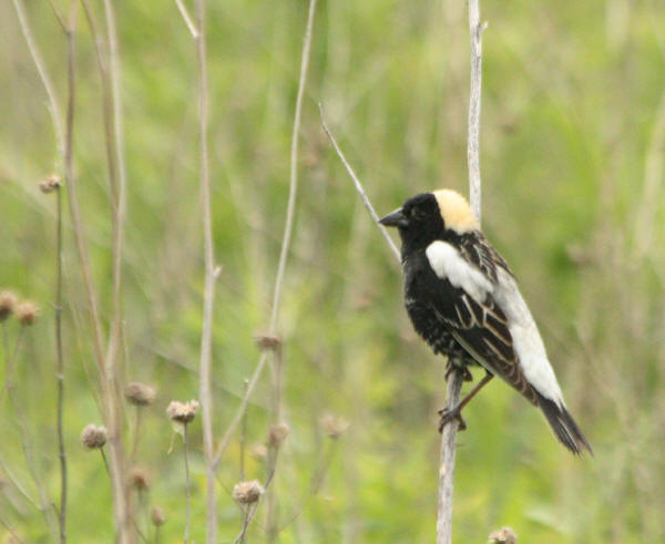 Bobolink