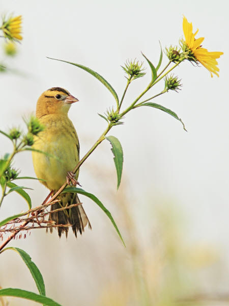 Bobolink