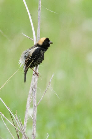 Bobolink