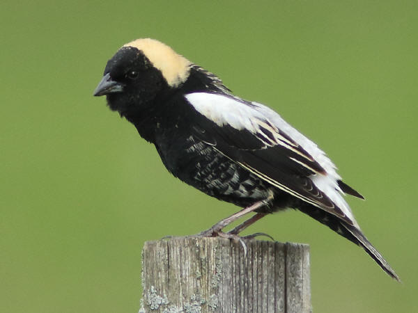 Bobolink