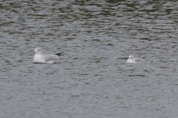 Bonaparte's Gull