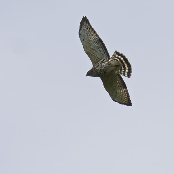 Broad-winged Hawk