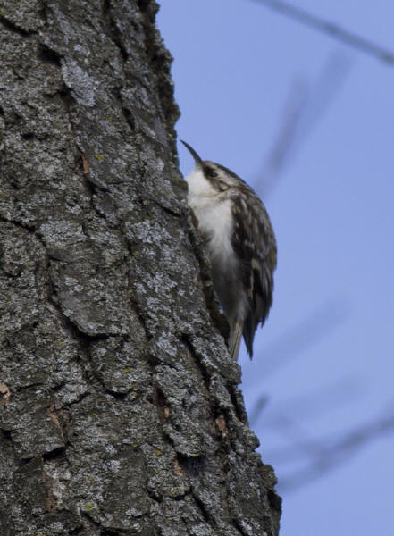 Brown Creeper