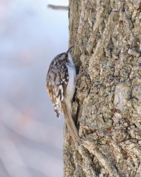 Brown Creeper