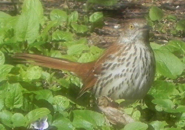 Brown Thrasher