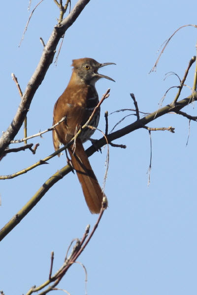 Brown Thrasher