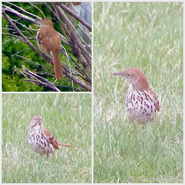 Brown Thrasher