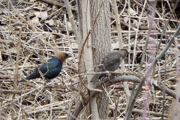 Brown-headed Cowbirds