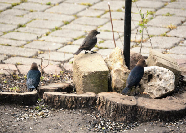 Brown-headed Cowbirds