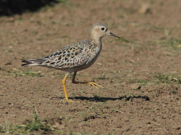 Buff-breasted Sandpiper